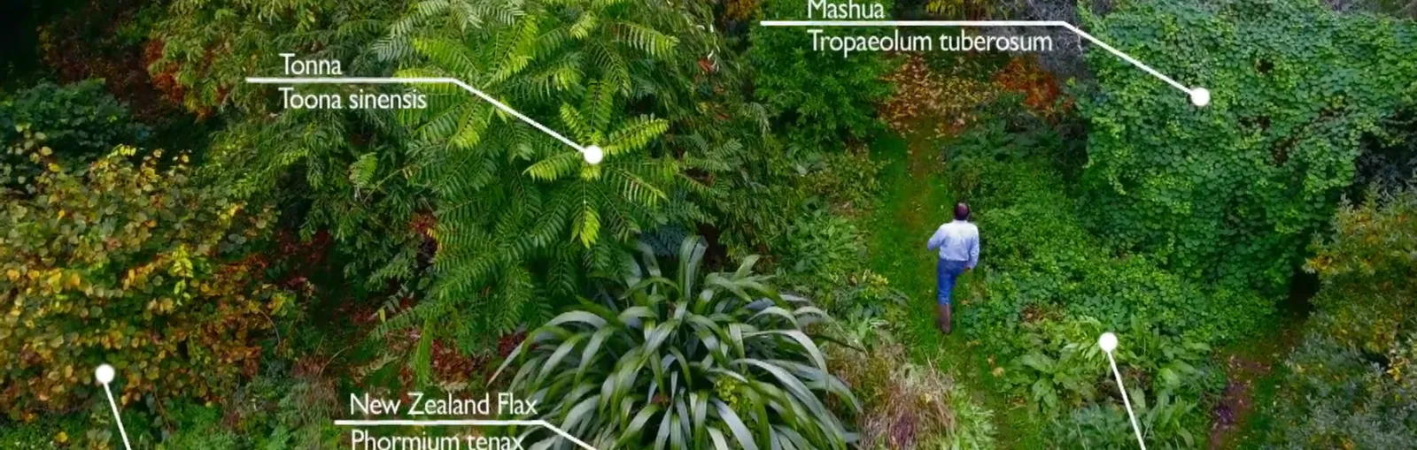 Introduction to forest gardening