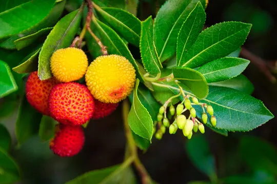Strawberry Tree" Images – Browse 3,526 Stock Photos, Vectors, and Video | Adobe Stock